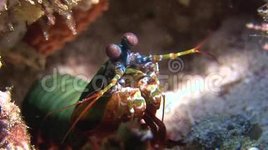 刺龙虾在<strong>海底海底</strong>寻找食物。
